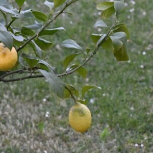 Seedless Lemon Plant